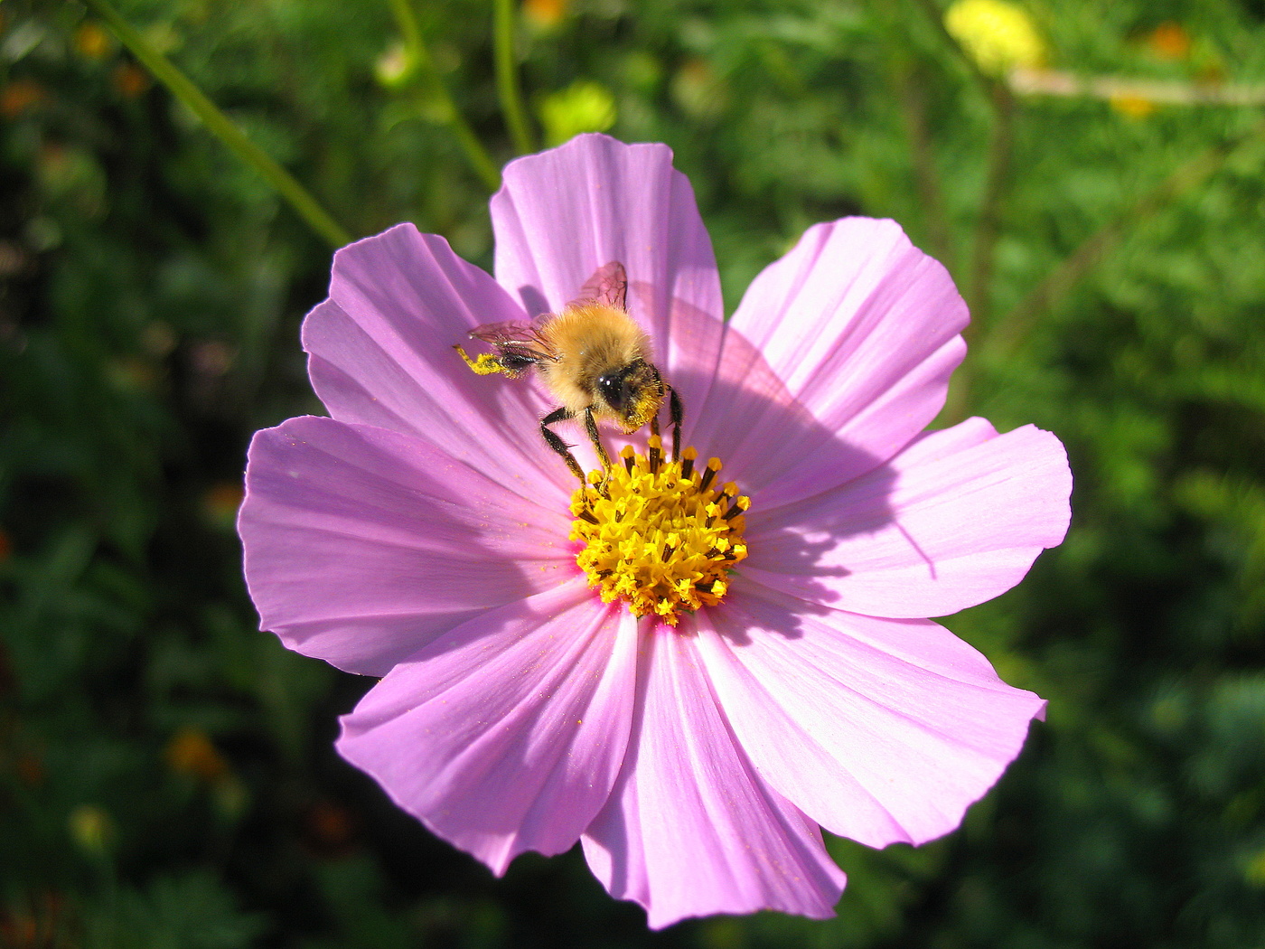 Опылился опылитель.