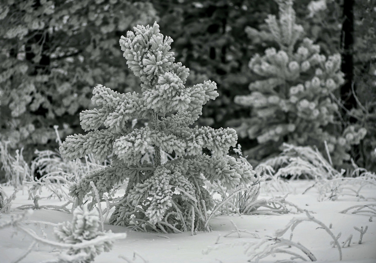 Почти новогодняя...