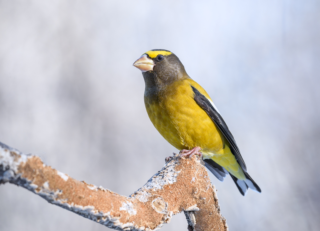 Evening grosbeak (Male)