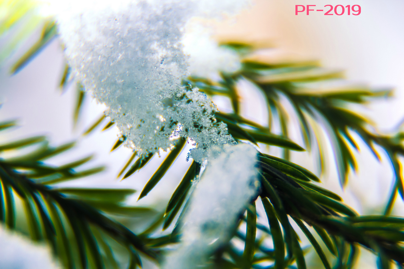 PF-2019