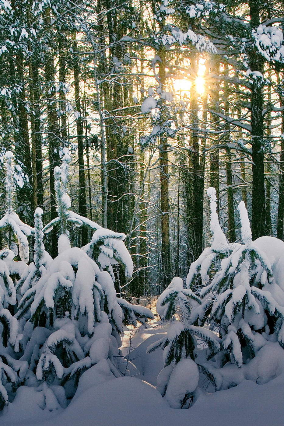 На лесной опушке