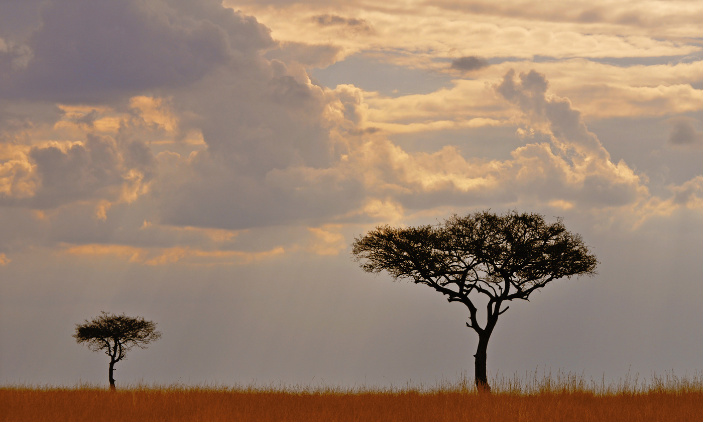 Яблоня от яблони...