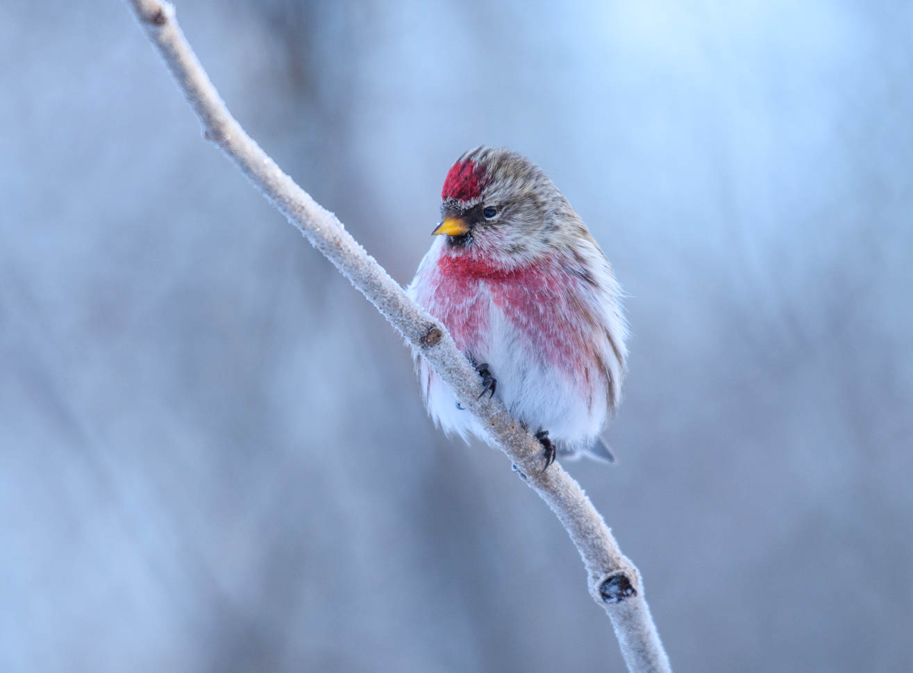 Common redpoll