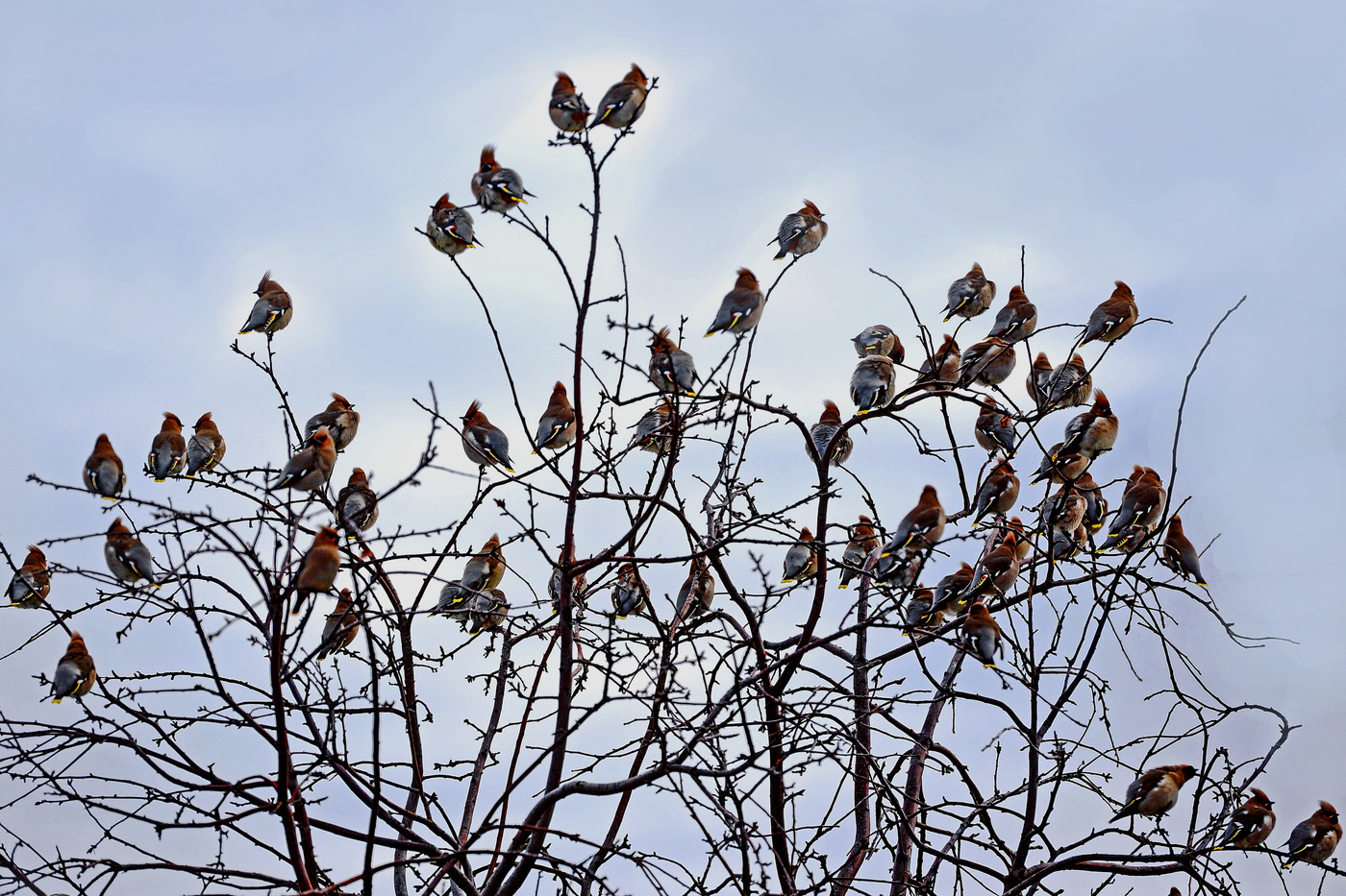 Прилетели свиристе́ли