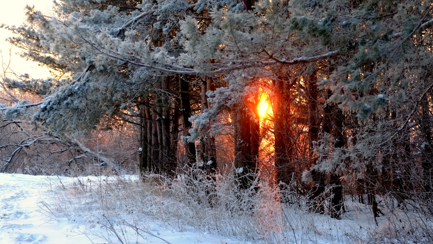 Сосны и солнце.