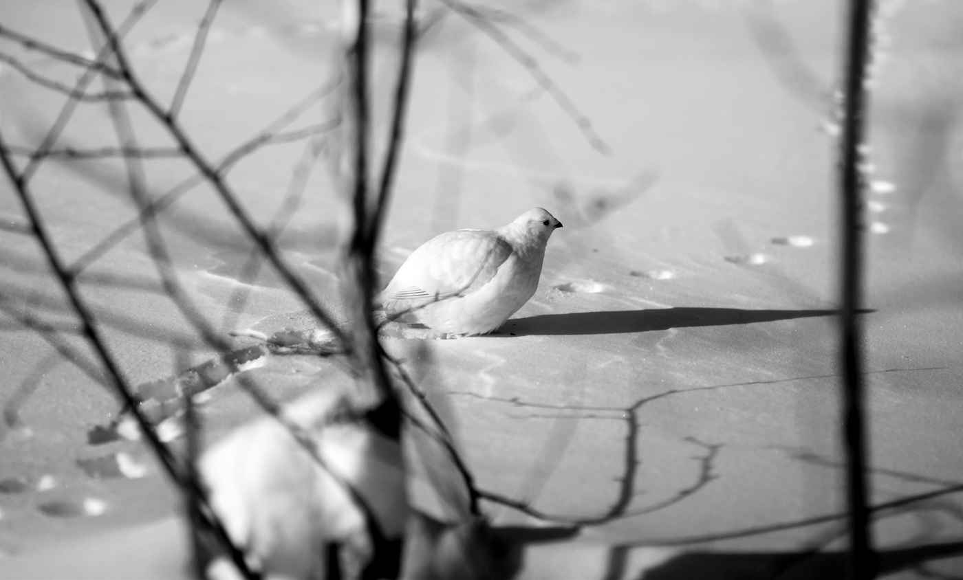 Птичьими тропами