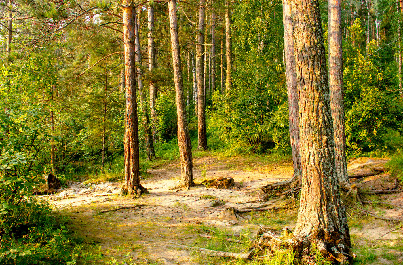 Не многа лета в новогодний день!