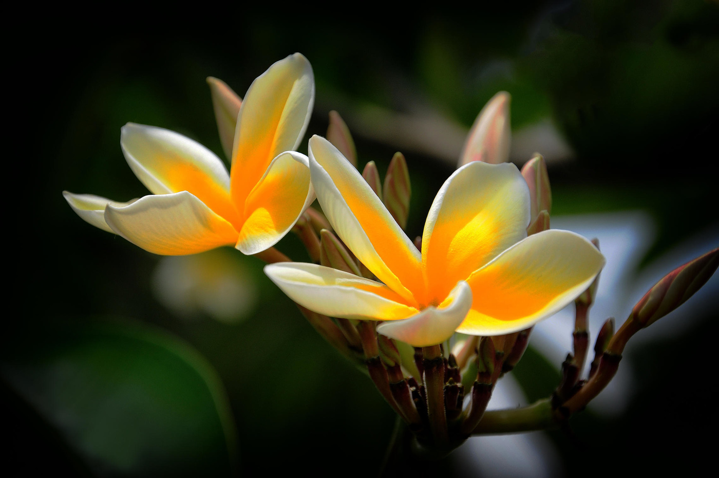 Plumeria