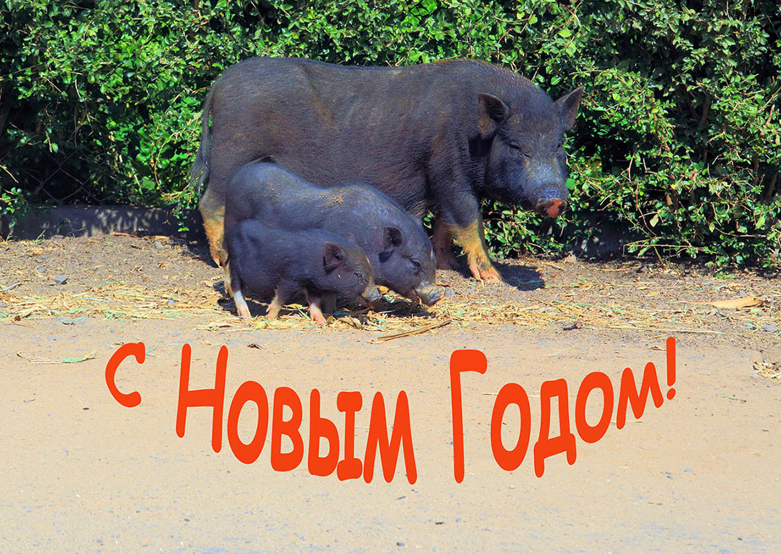 С Новым годом, уважаемые колеги!!