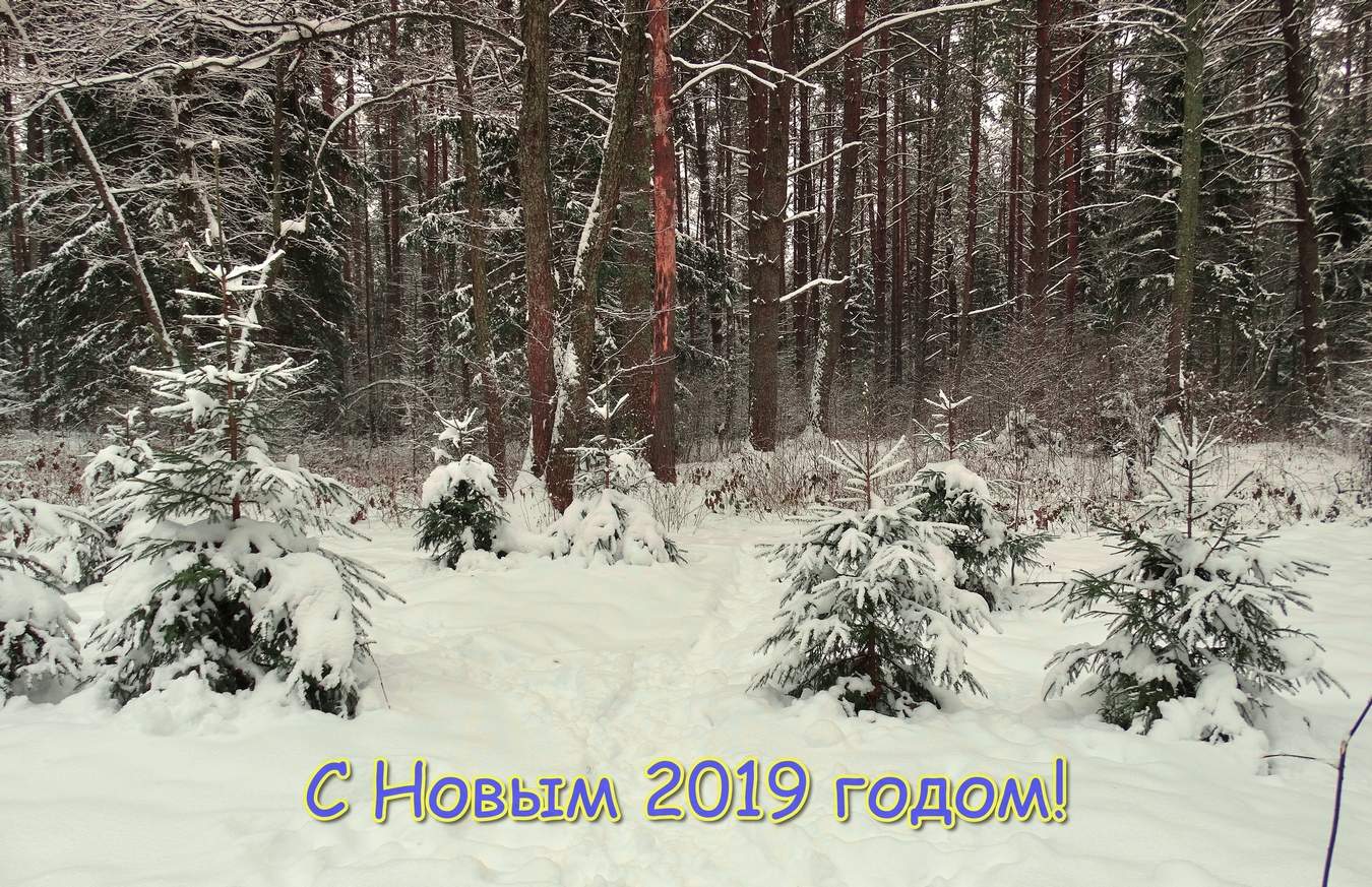 Новый год вступил на планету Земля