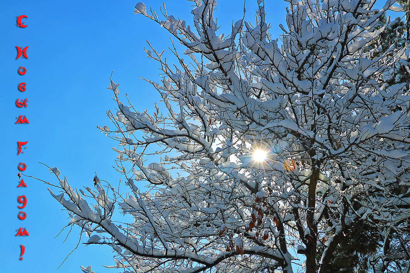 С Новым 2019 Годом!
