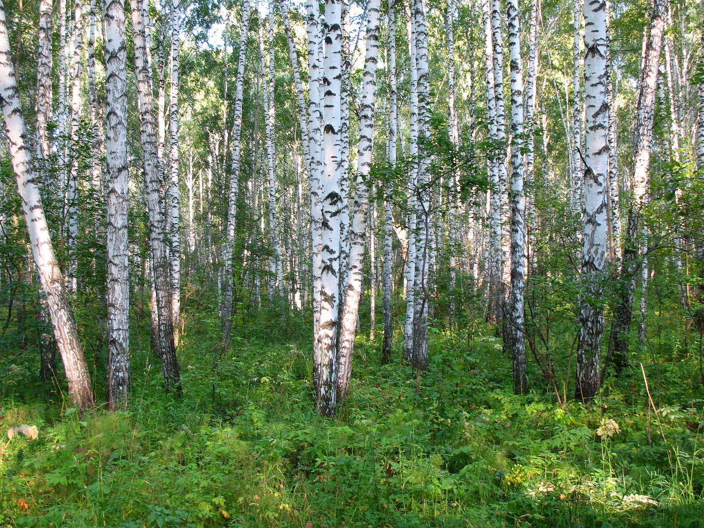 Светло в России от берёз!