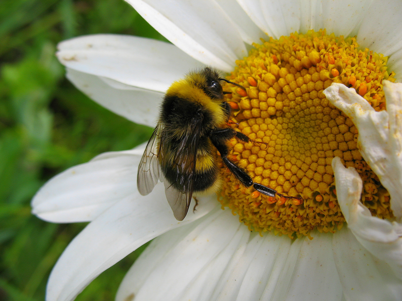 Шмель и ромашка