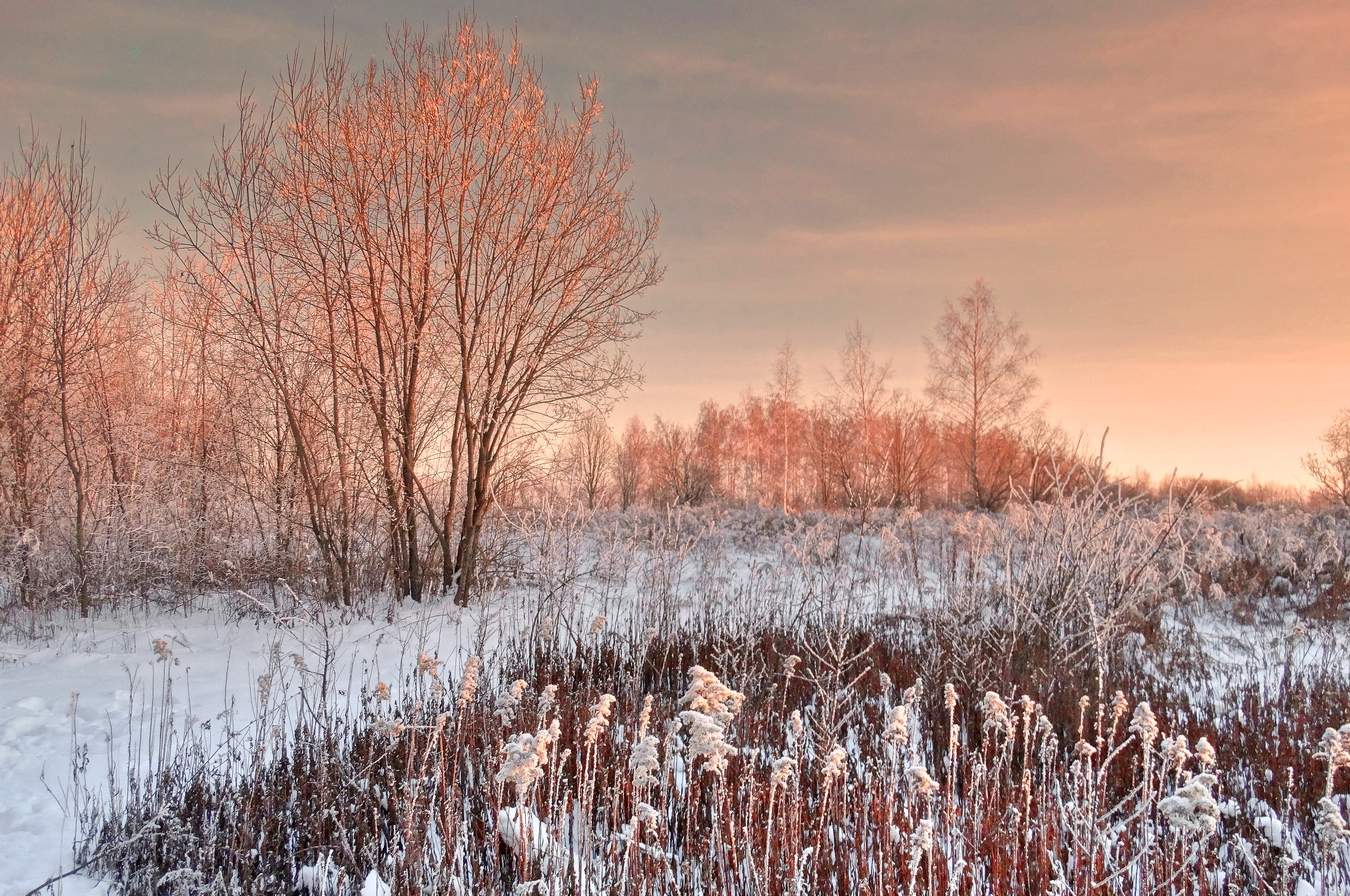Розовый зимний вечер