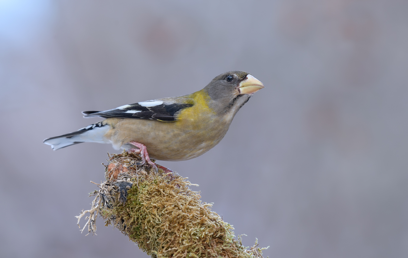 Evening grosbeak (female)