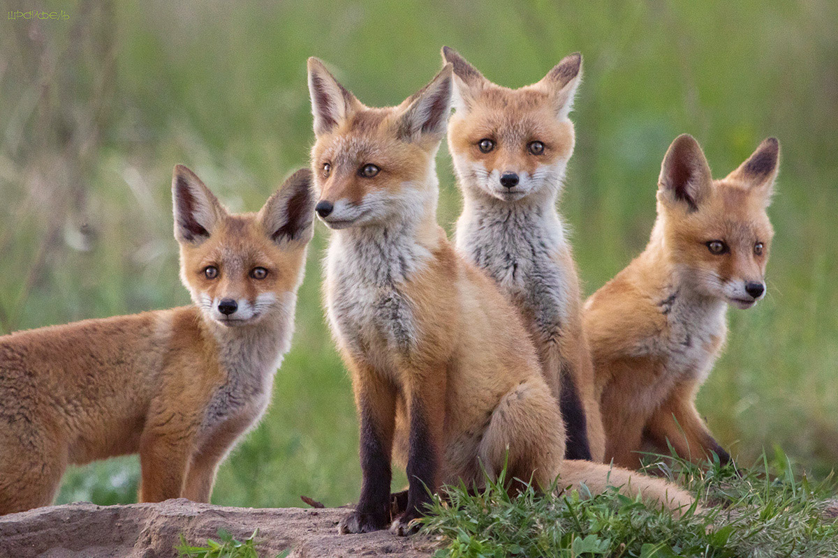 Что, Где, Когда и Почему