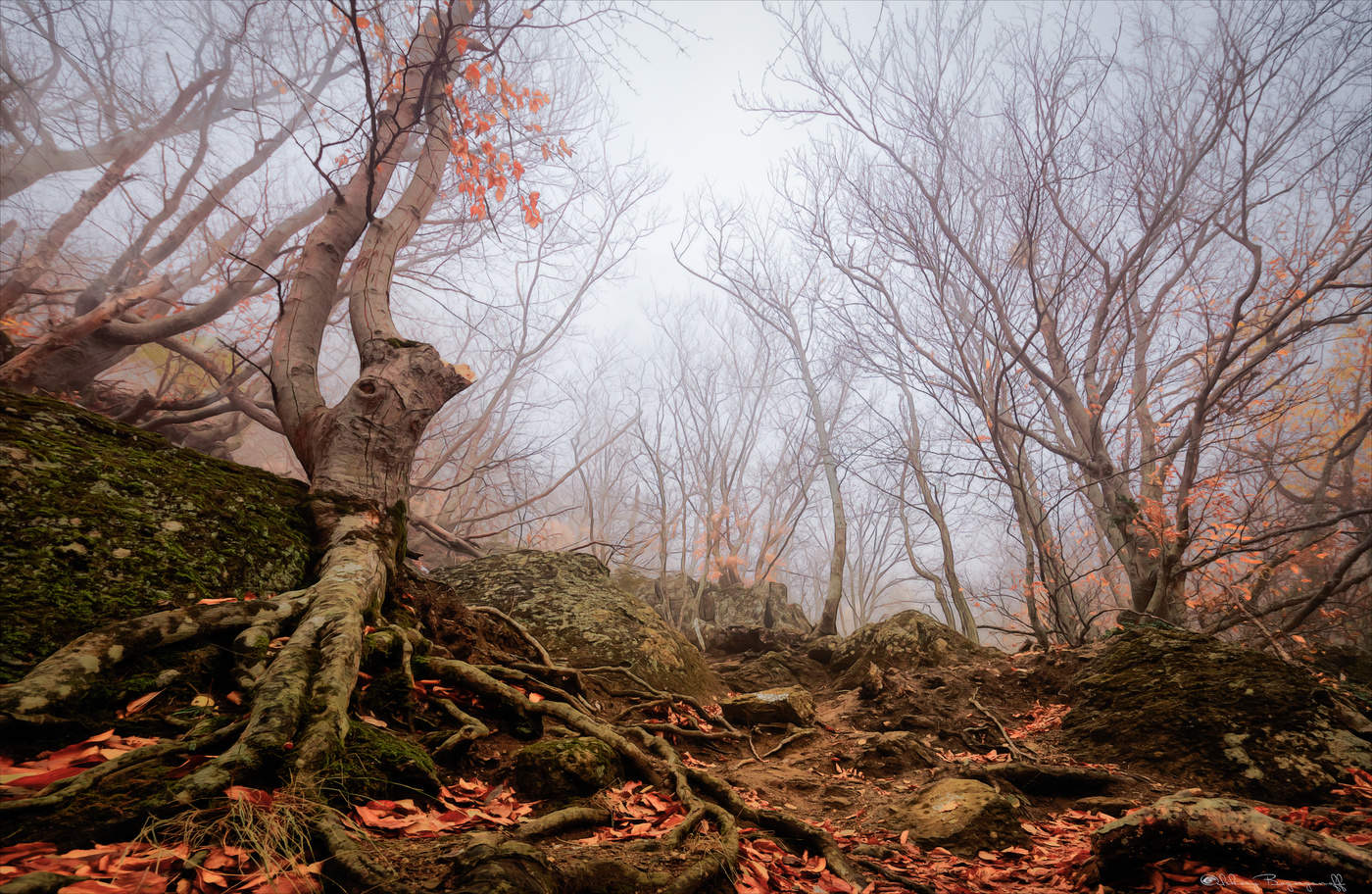 Блуждая в утреннем тумане.