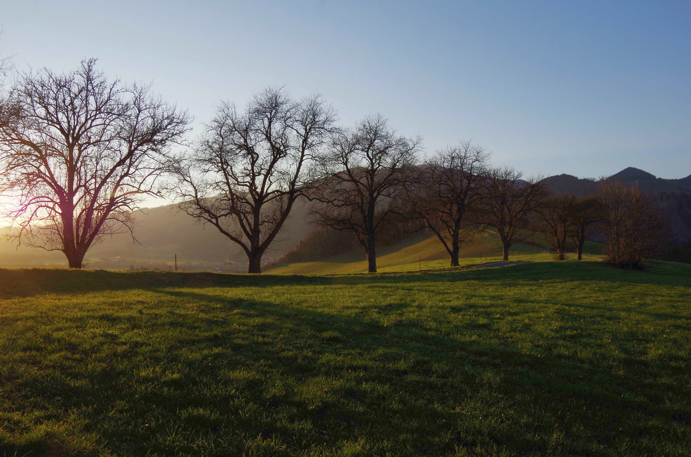 Грушевые деревья на закате.