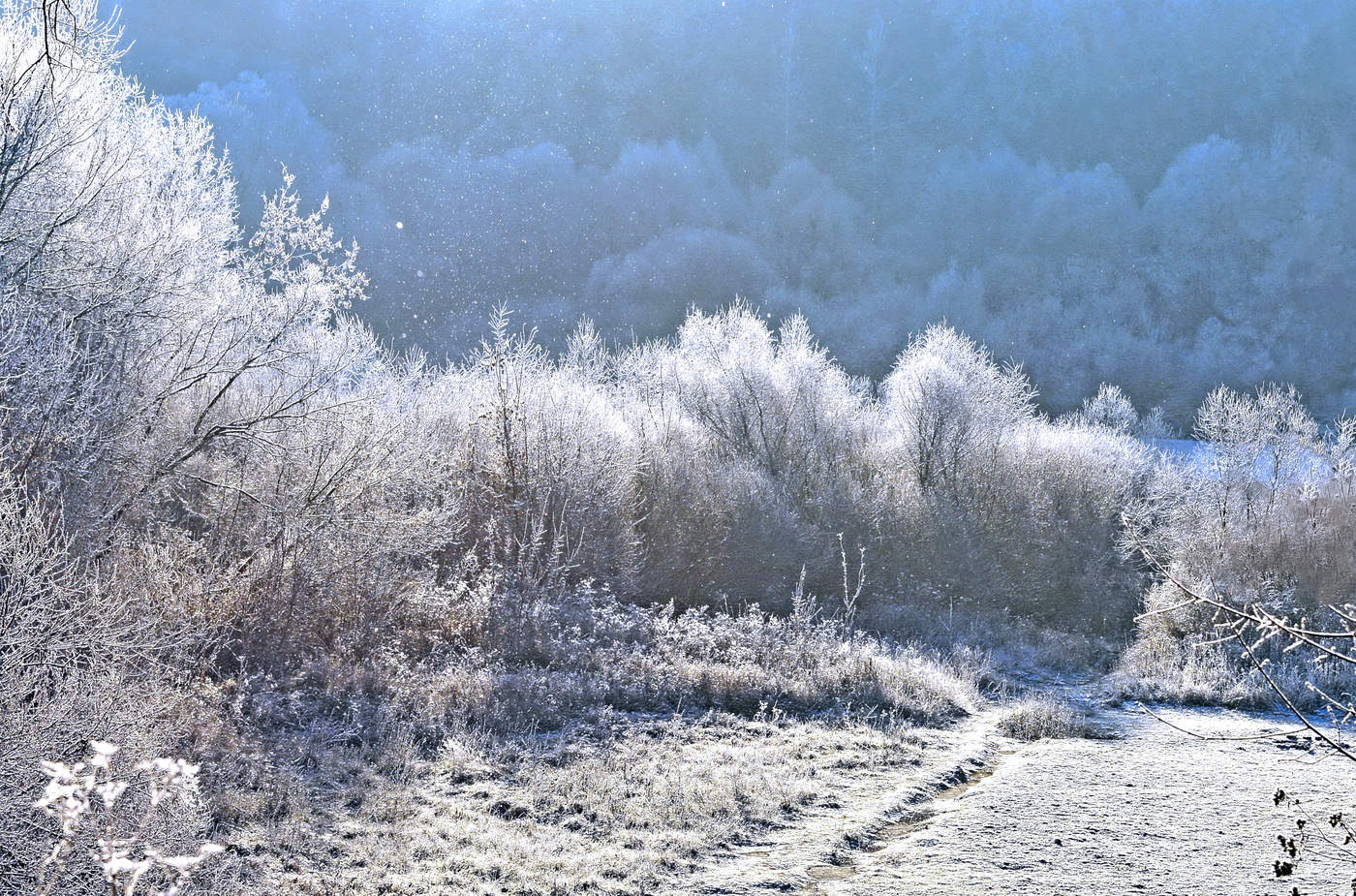 Стоят деревья в инее,то белые .то синие.