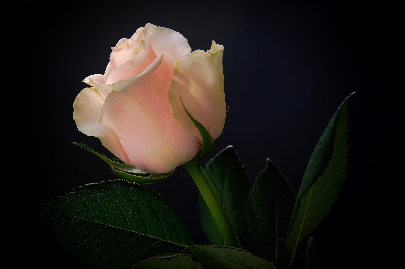 Розовая нежность