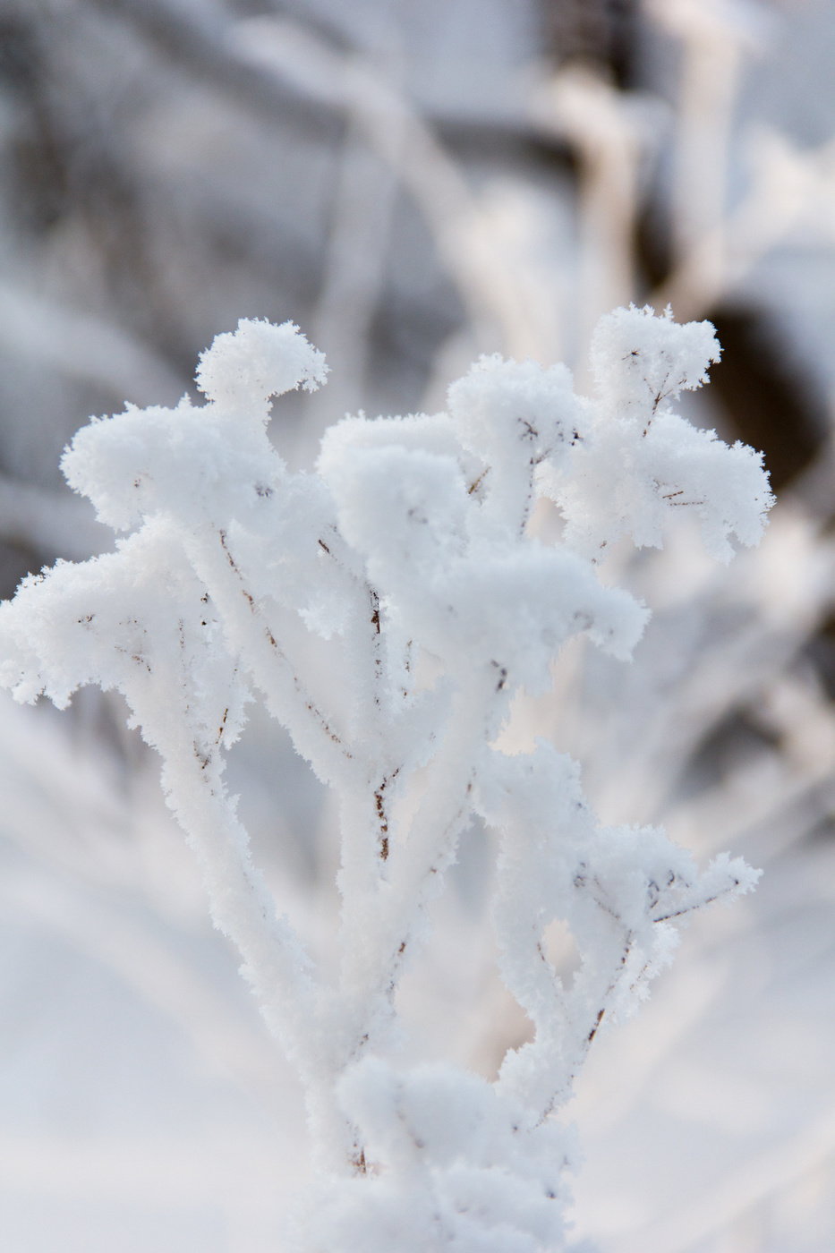 Морозным кружевом украсил иней...