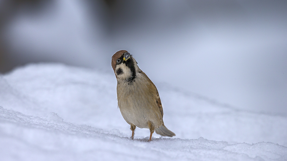 Смотрите, кто пришел