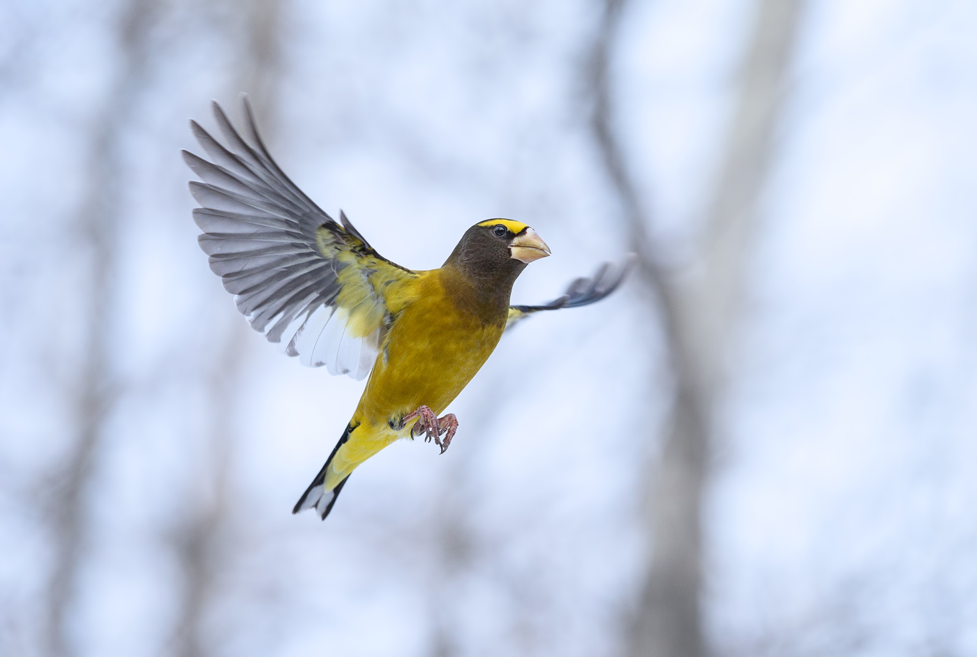 In flight ~ Evening grosbeak (Male)