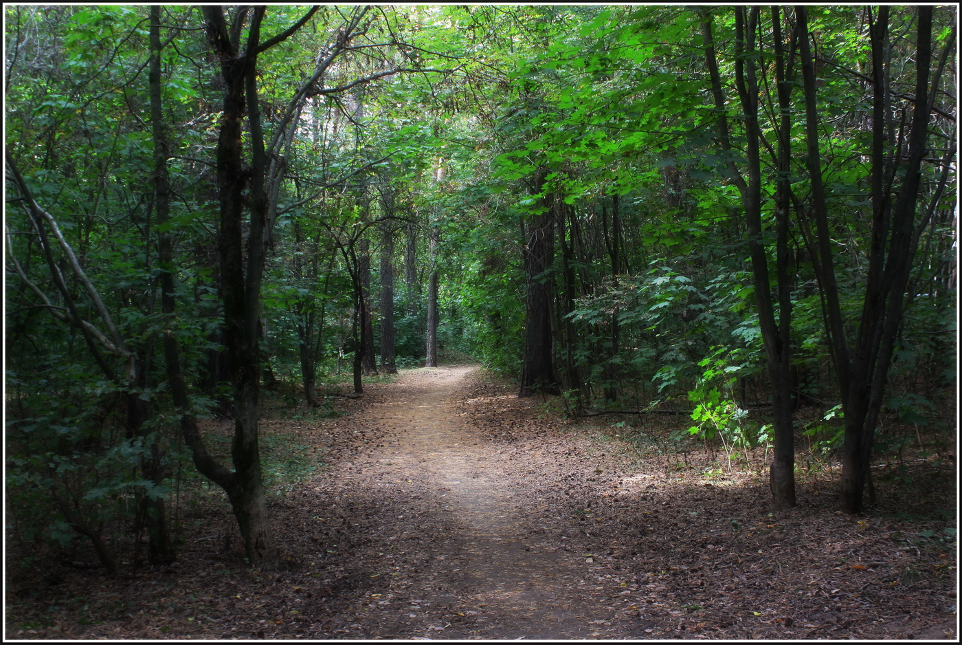 летними тропами