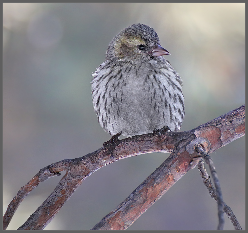 Мадам Чижикова