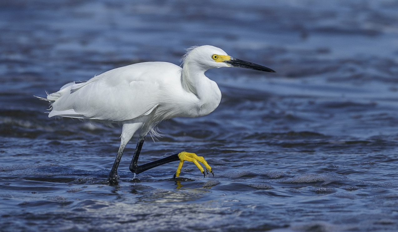 Snowy Egret
