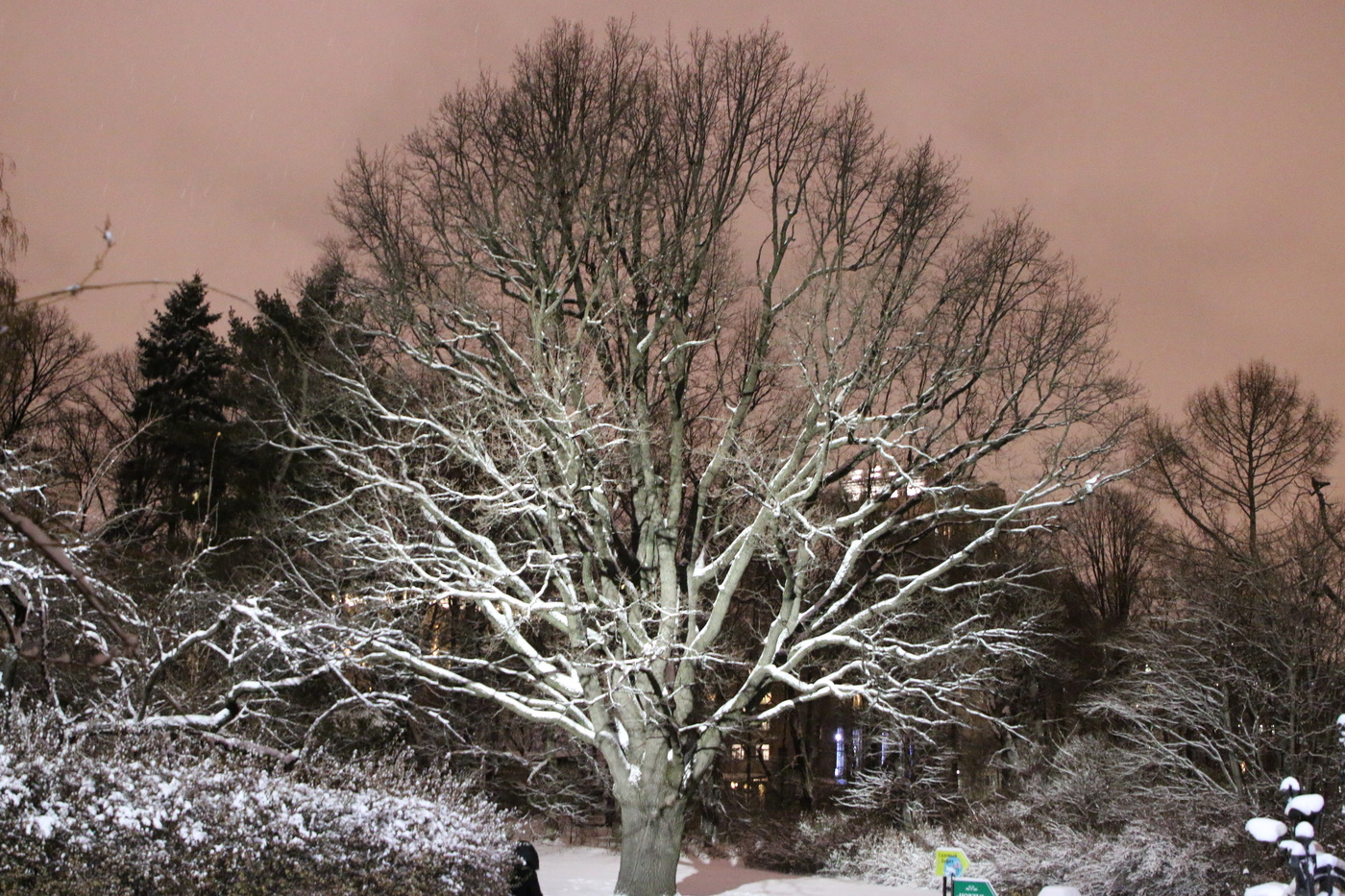 Аптекарский сад