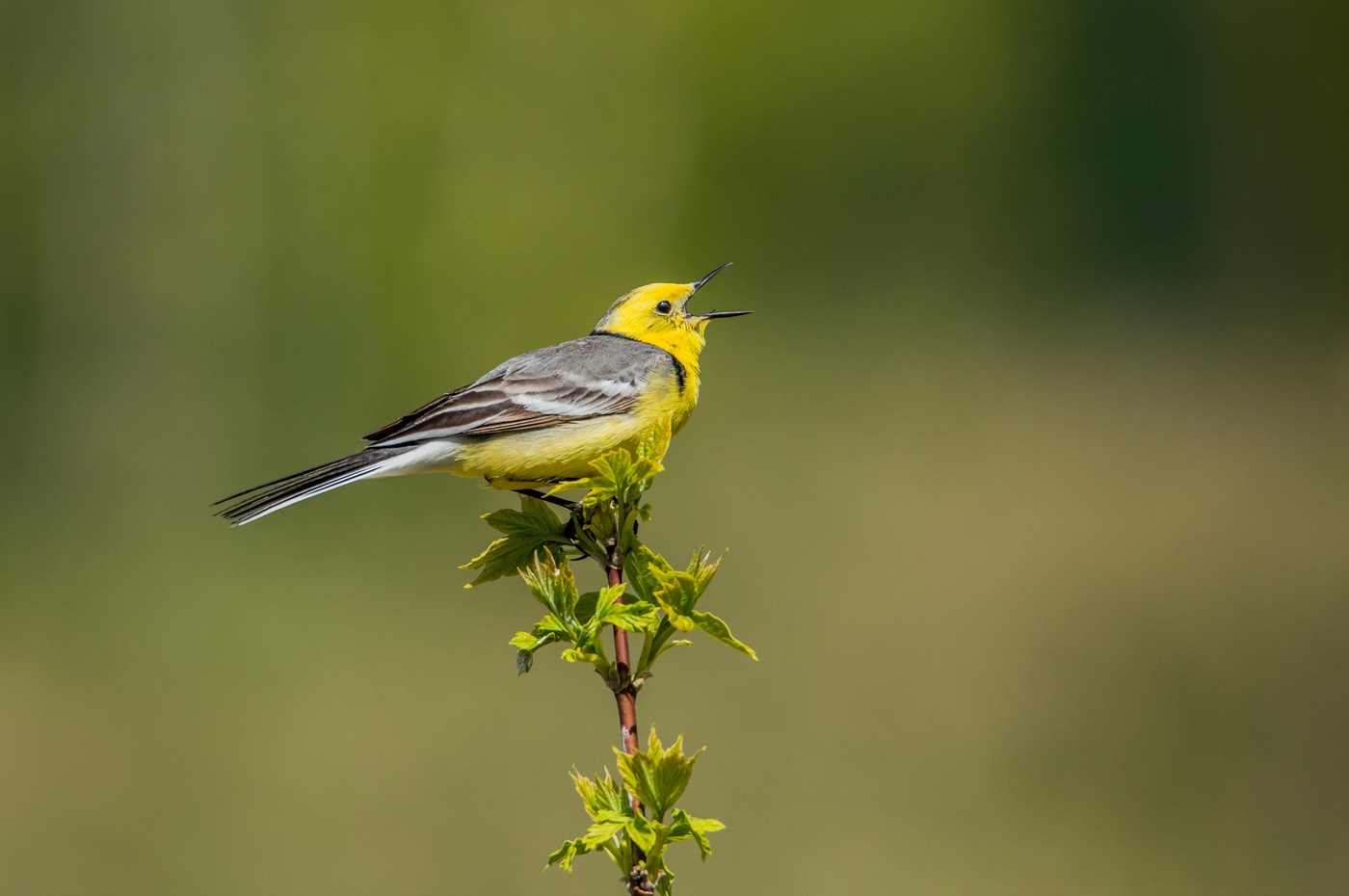желтоголовая трясогузка