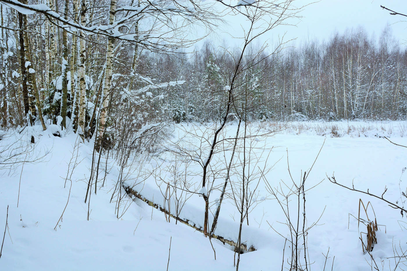 "Вот зима. На деревьях цветут снеговые улыбки..."