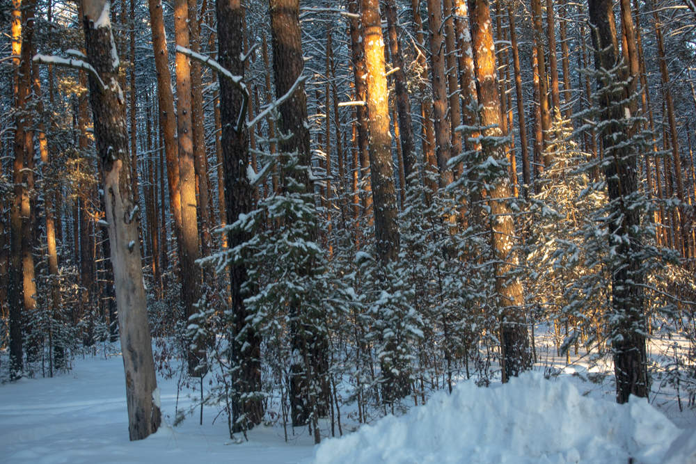 Солнечный проблеск