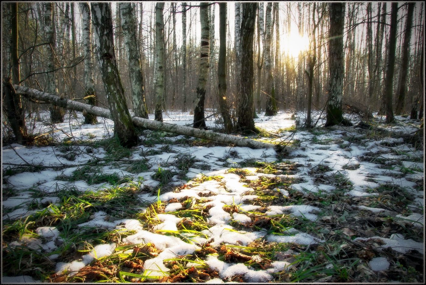 Солнечный проблеск