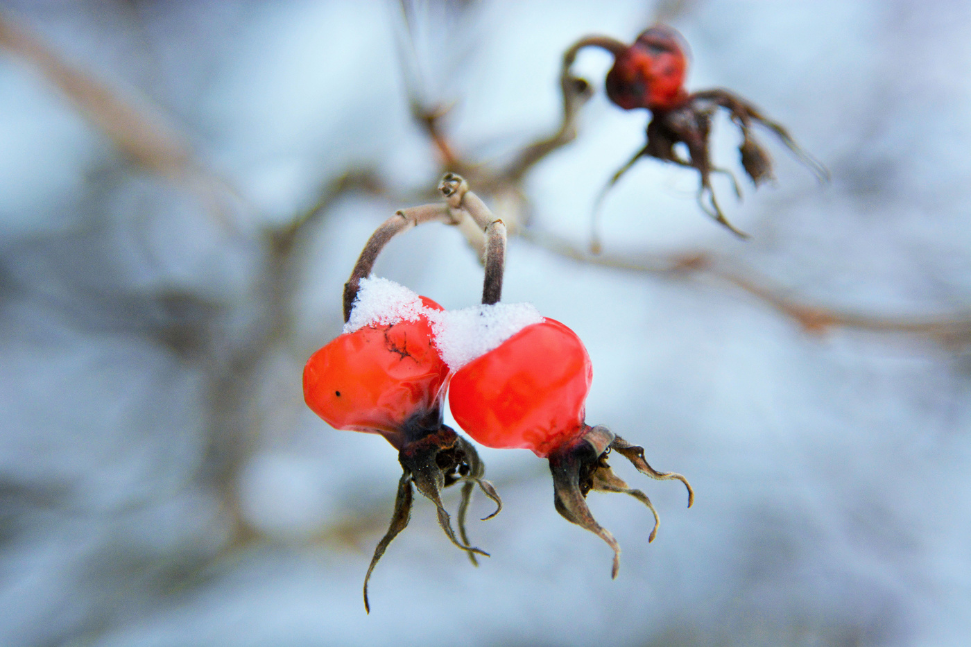 "Спелые ягоды скованы стужею ..."
