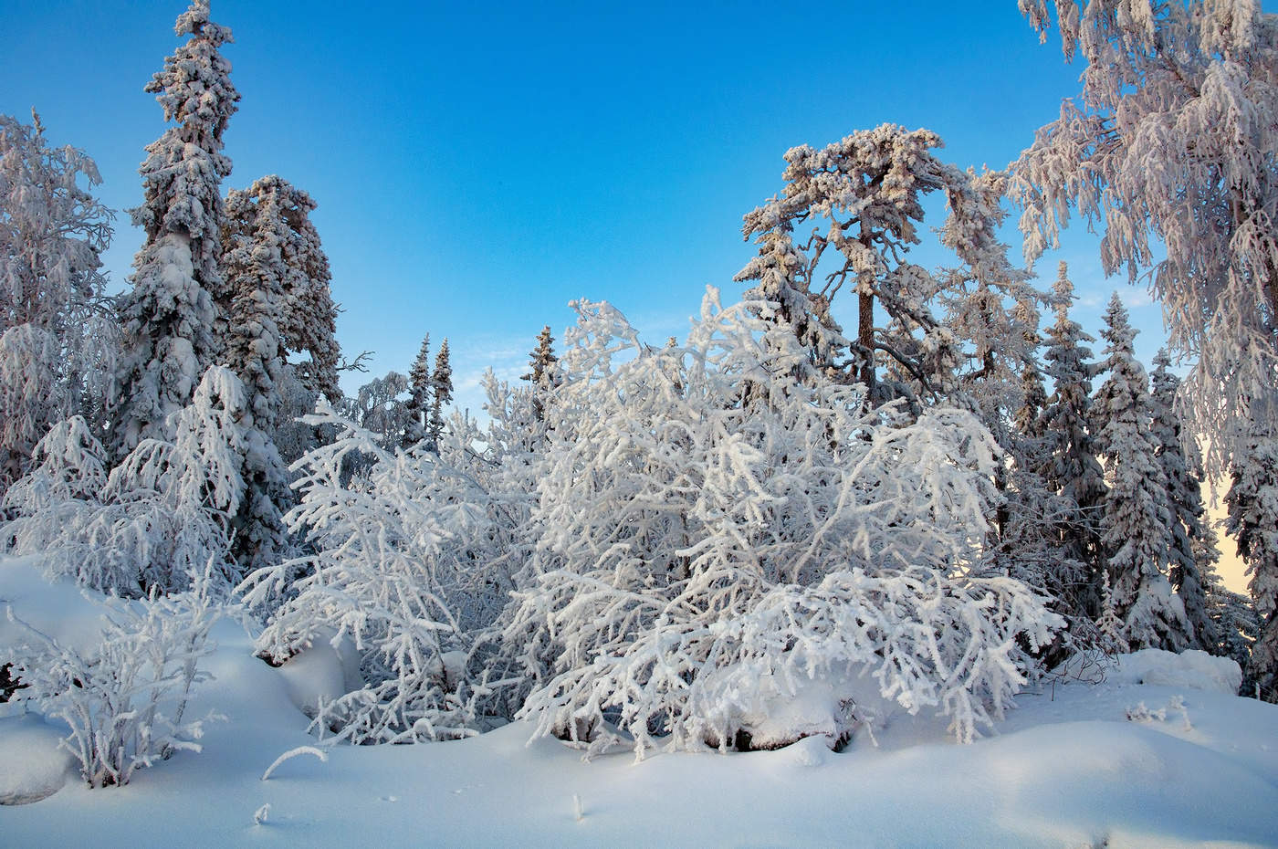 Морозный денек