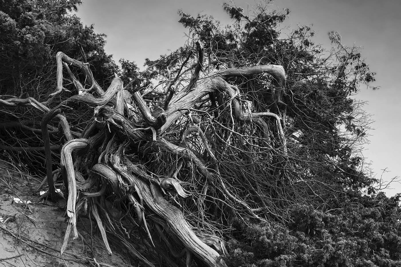 Запутанная жизнь