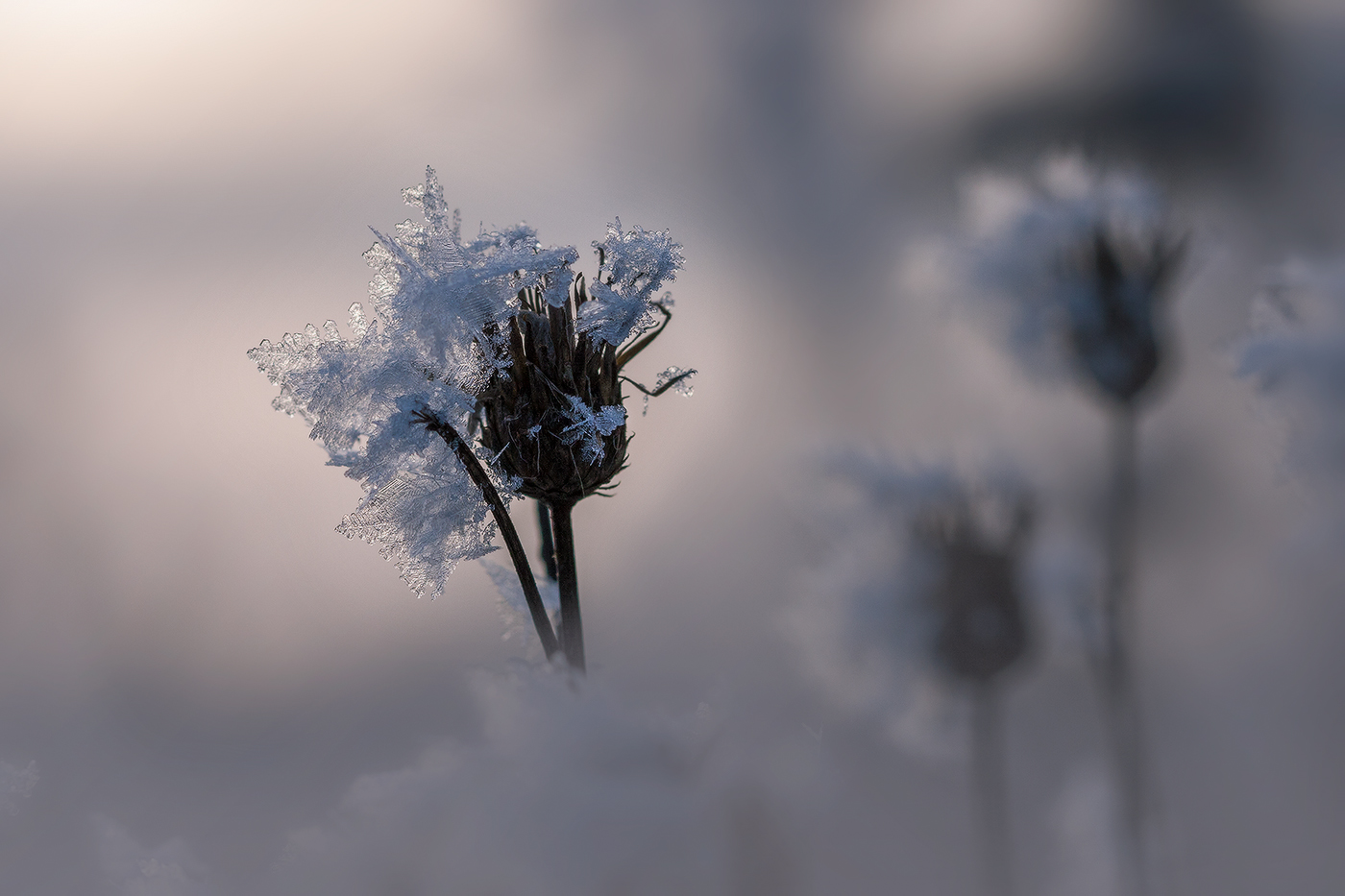 Ледяной цветочек