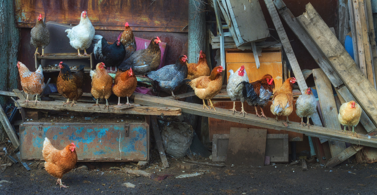 "Нет народа веселей, чем толпа простых курей..."