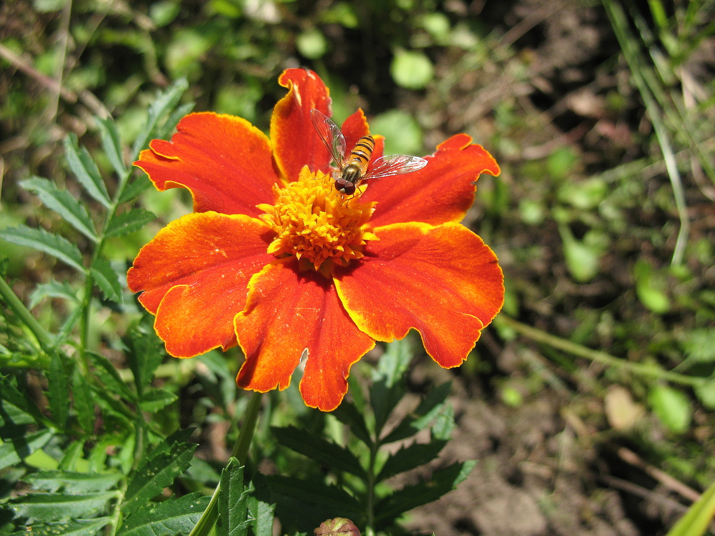 Бахатец и муха-журчалка