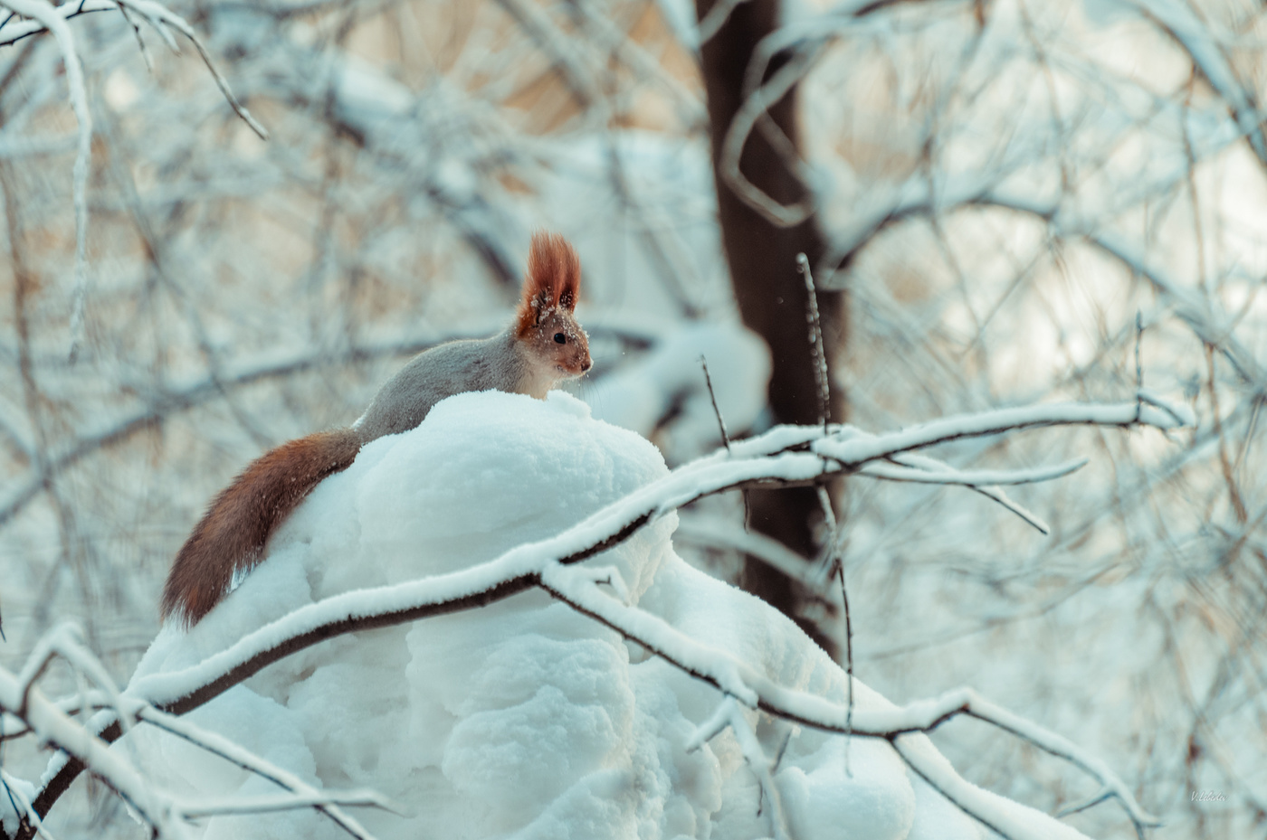 белка в природе