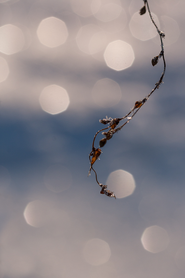 просто травинка