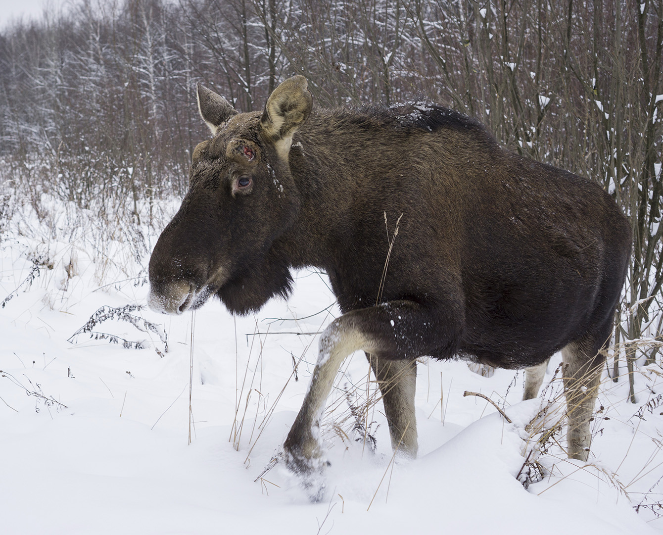 Потерявший корону.