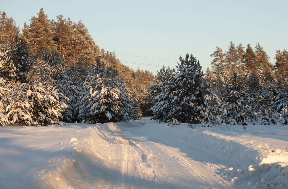 Дорога лесника