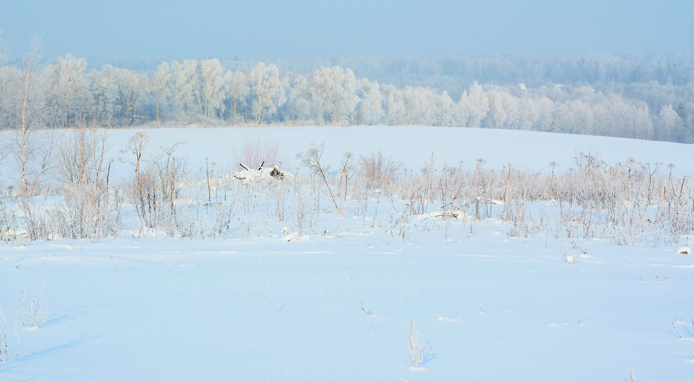 Безветренный, морозный день ...