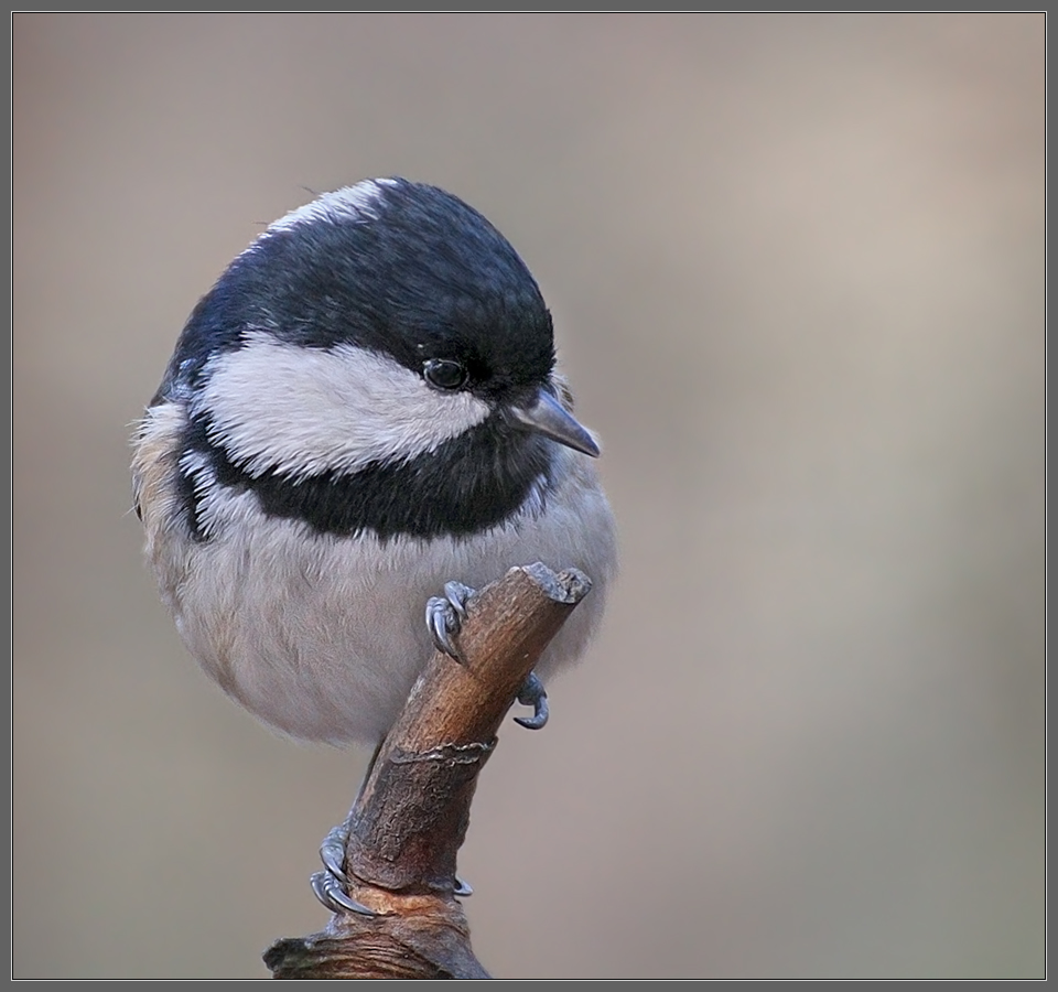 Маленькая кокетка