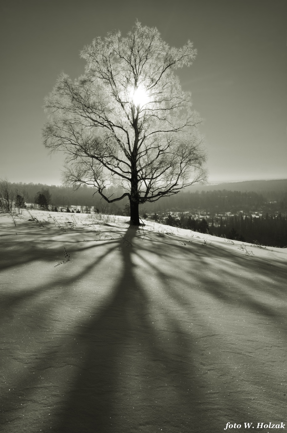 Тени деревьев на снегу