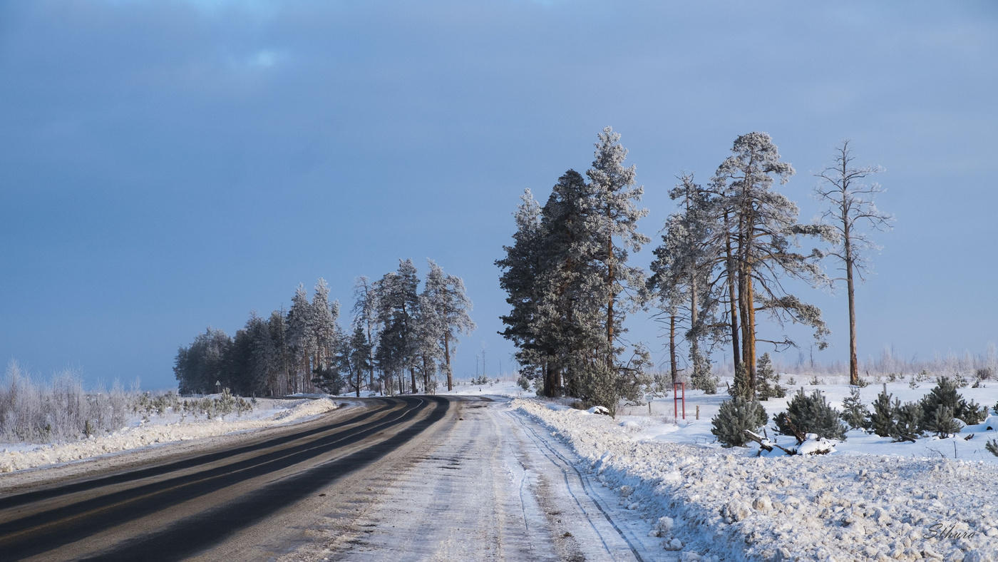Сосны у дороги.