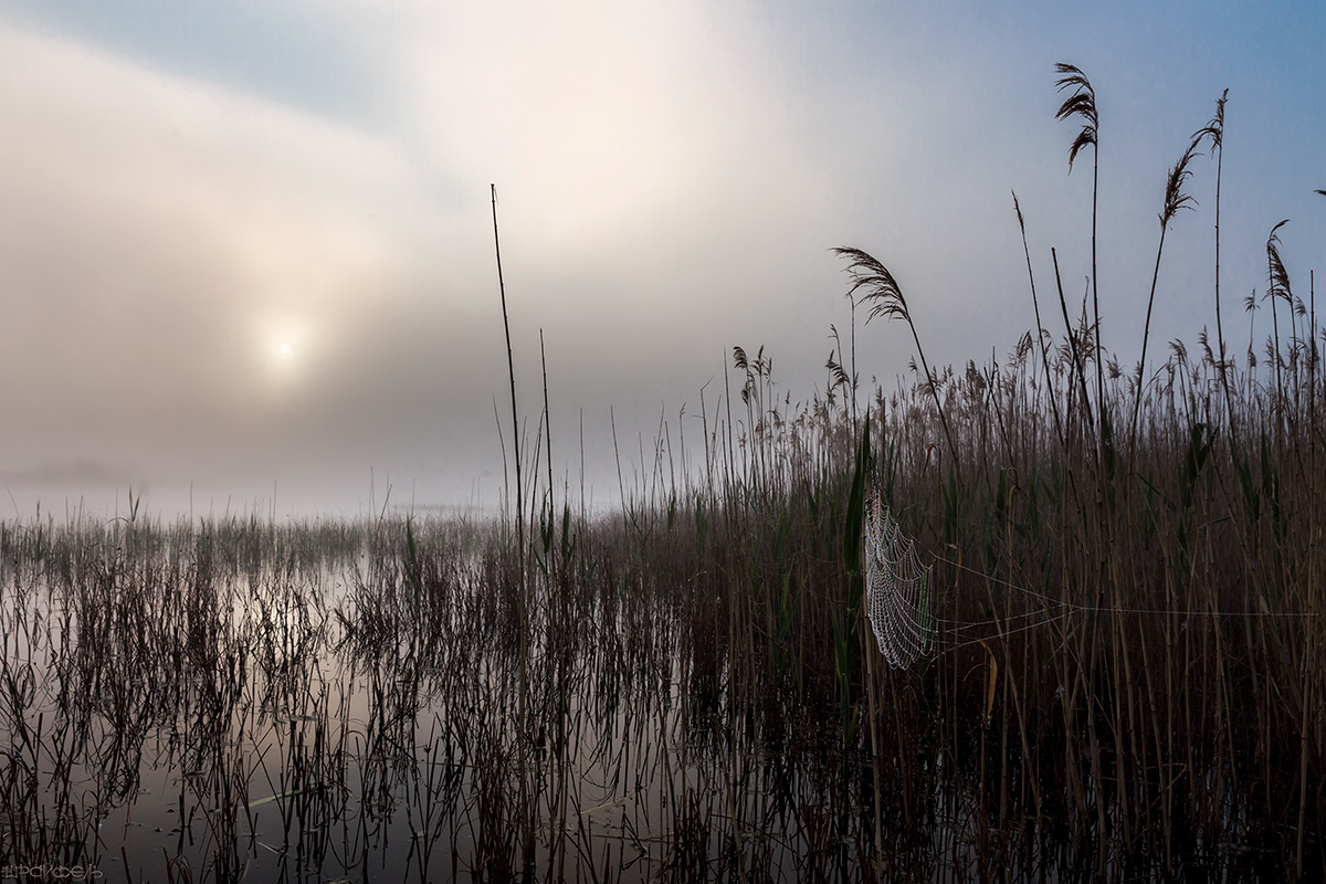 Болотное утро